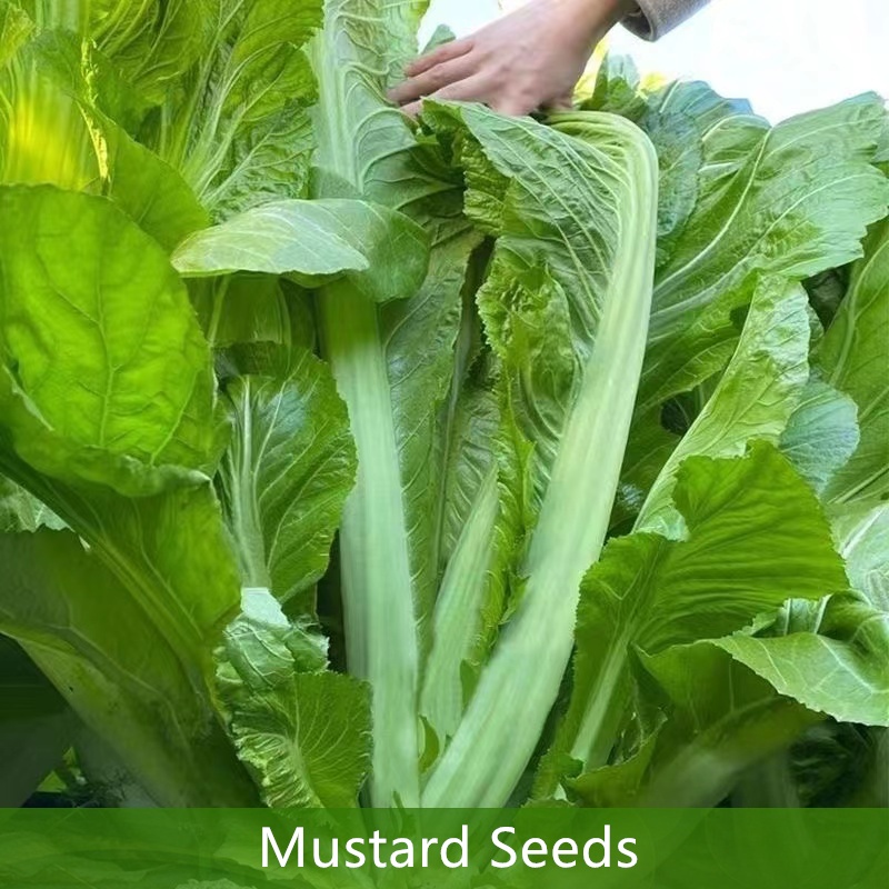 300เมล็ดผักกาดเขียวปลี ผักกาดเขียวปลี ปลูกง่าย กอใหญ่ ทรงสวย น้ำหนักดี ปลูกได้ทุกฤดูกาล  Mustard Seeds การปลูกในร่ม