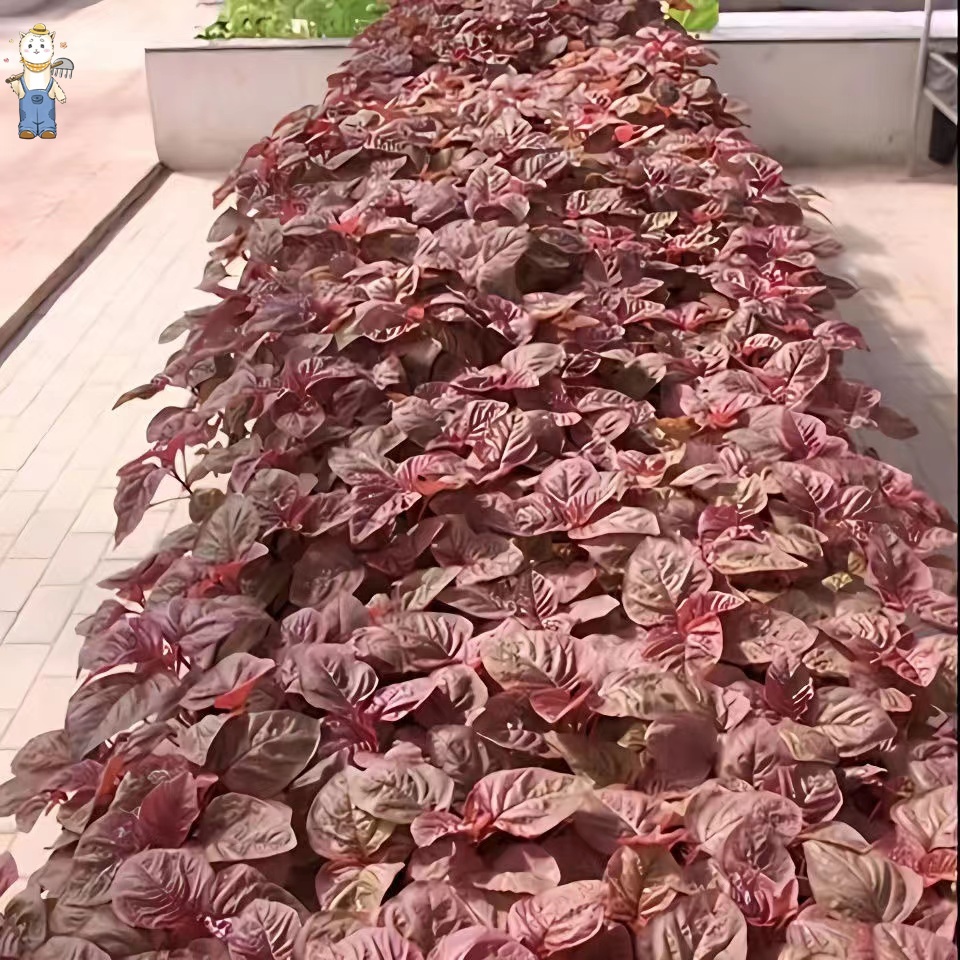 การปลูกในร่ม เมล็ดผักผักโขมแดง 1000 เมล็ด( Thai red spinach seeds)ปลูกง่าย อัตราการงอกสูง การปลูกแบบได้ผลผลิตเร็ว - รูปที่ 2