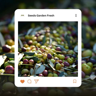เมล็ดพันธุ์ มะกอก บรรจุ 50 เมล็ด [Seeds Garden Fresh]