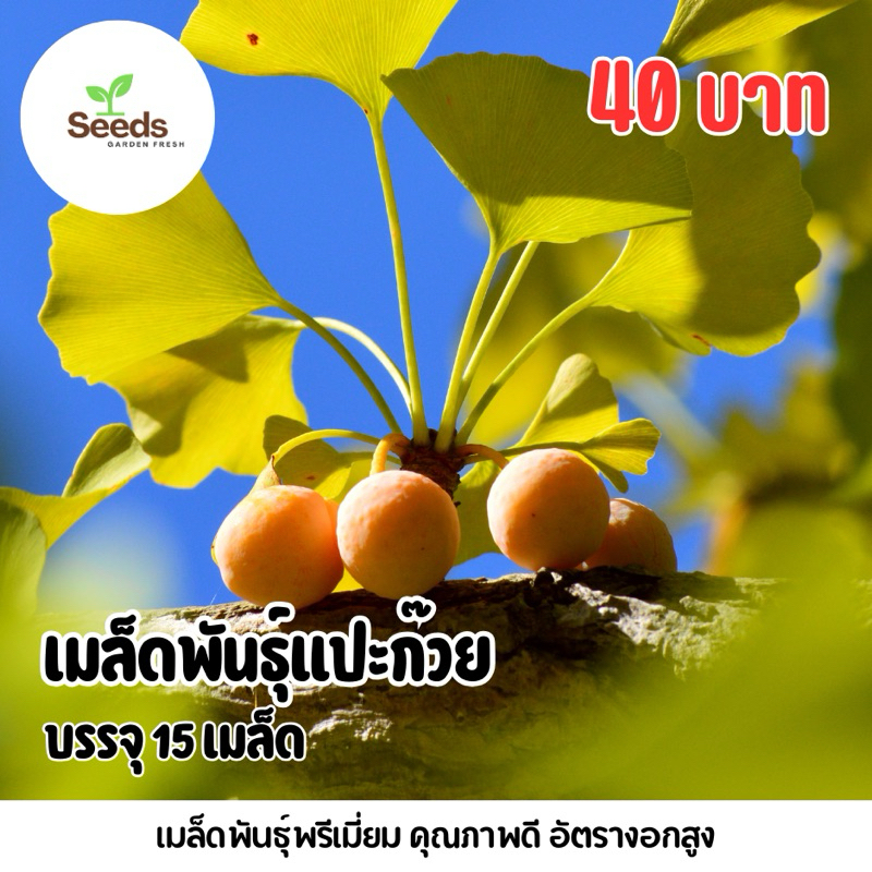 เมล็ดพันธุ์ แปะก๊วย บรรจุ 15 เมล็ด