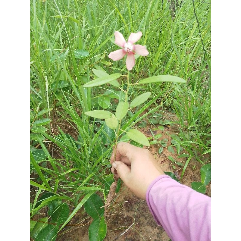 ต้นโสมไก่โอก ขุด 2 ต้น ส่งเป็นหัว