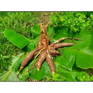 มัน 5  นาที  5 กิโลกรัม 199 บาท ขุดสดๆจากสวนตามออเดอร์