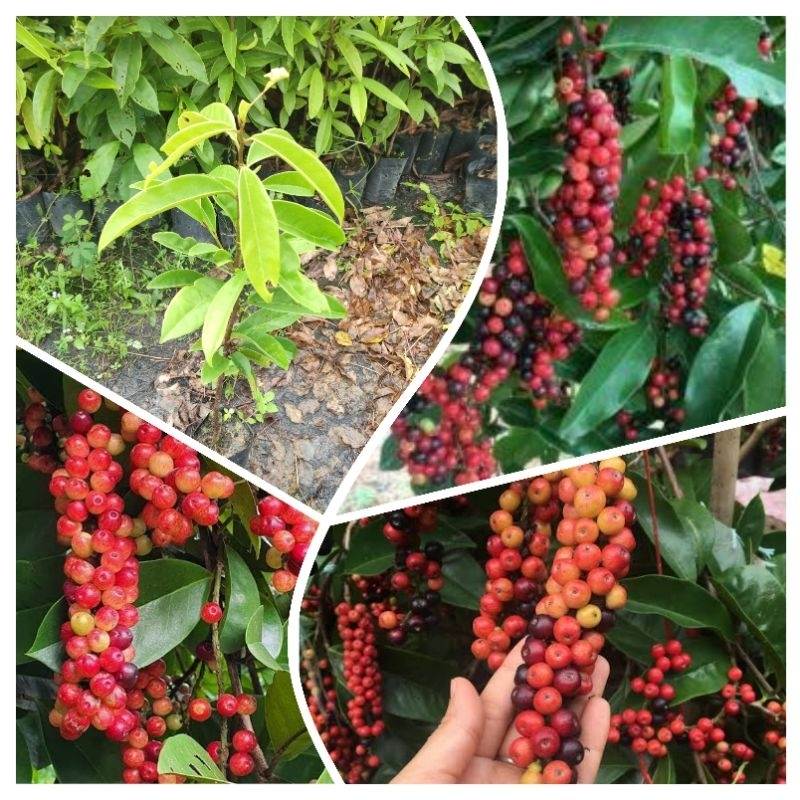 ต้นหมากเม่า ต้นมะเม่า พันธุ์มะเม่าหลวง ภูพาน ผลรับประทานได้ สูง 80- 100 ซม.