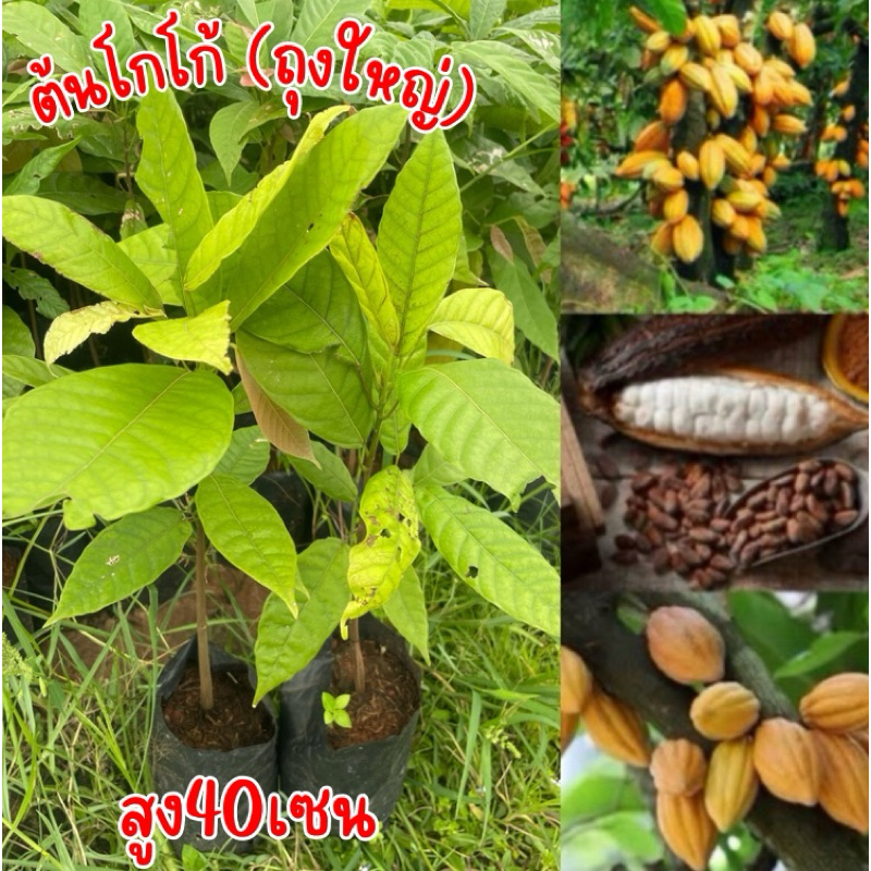 ต้นโกโก้(ถุงใหญ่) 2ต้น150บาท พร้อมส่ง สูง40-50เซน
