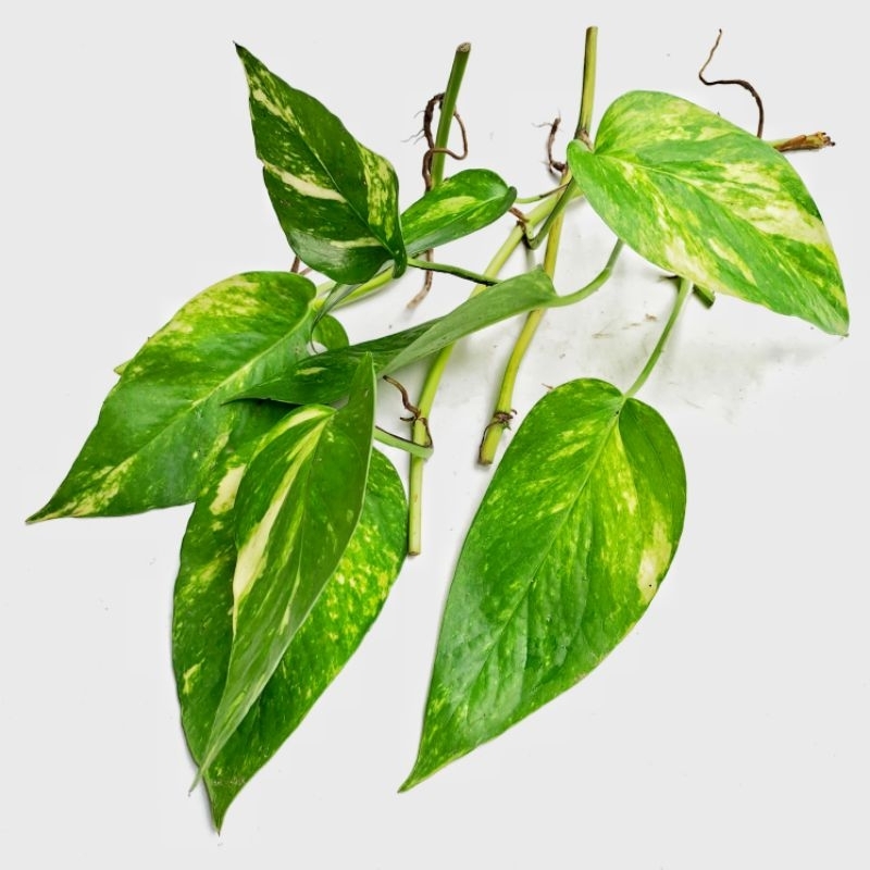 กิ่งพันธุ์ อิพิ ด่างเหลือง เบอร์2 Epipremnum pinnatum yellow variegated No.2ไม้ด่าง กระแสนิยม (กิ่งตัดสด)