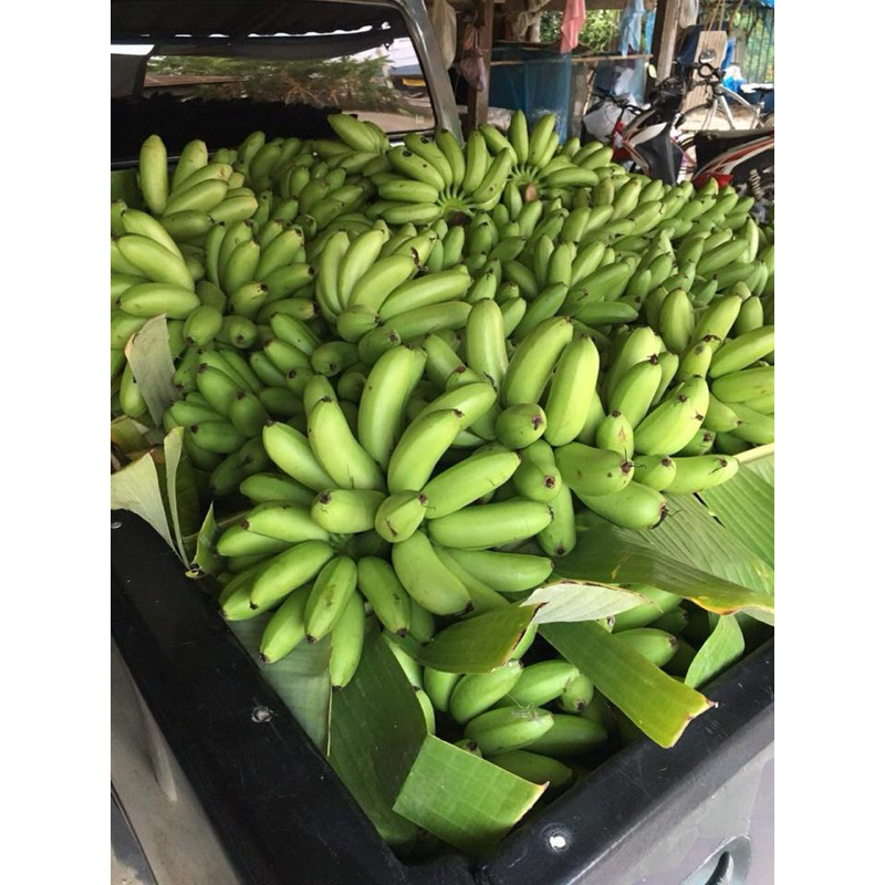 หน่อกล้วยไข่ ท่ายาง เพชรบุรี 1 ชุด 10 หน่อ