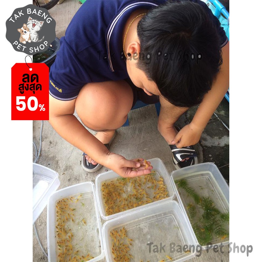 ส่งรวดเร็ว ไรฝุ่นแช่แข็ง ไรแดง HOSHI  1-3 แพ็ค + ฟรี  ถุงเก็บความเย็น อาหารปลากัด สัตว์น้ำแรกเกิด - รูปที่ 4