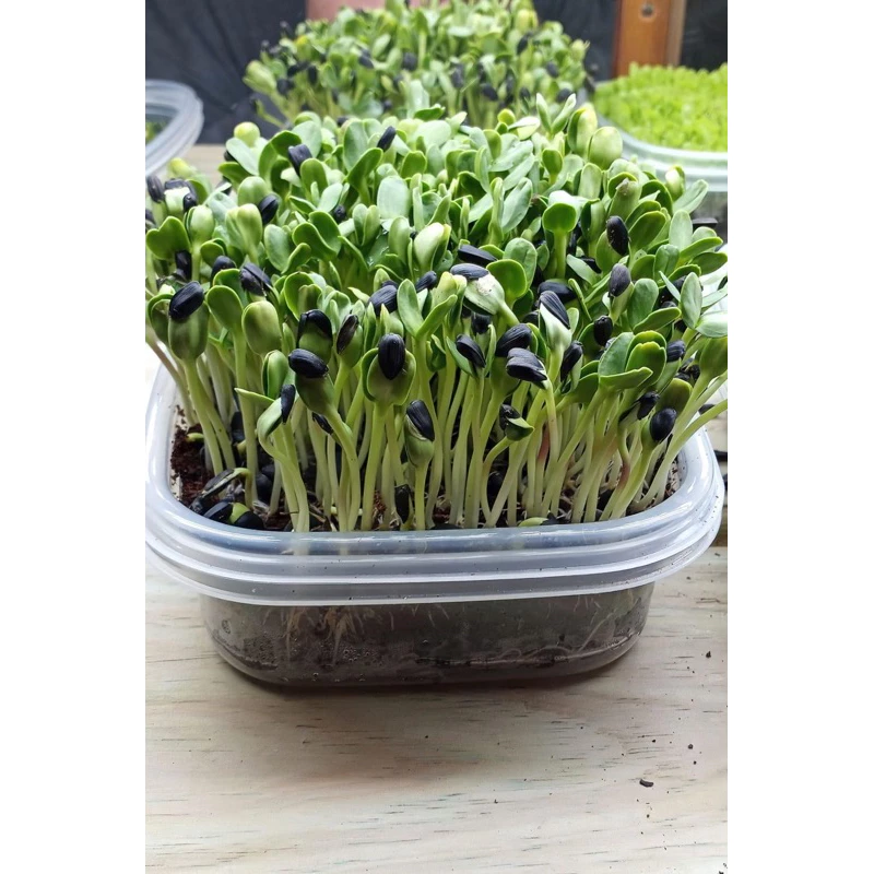 เมล็ดพันธุ์ ทานตะวันต้นอ่อน 10 กรัม [ 10แถม2 ]คละได้
