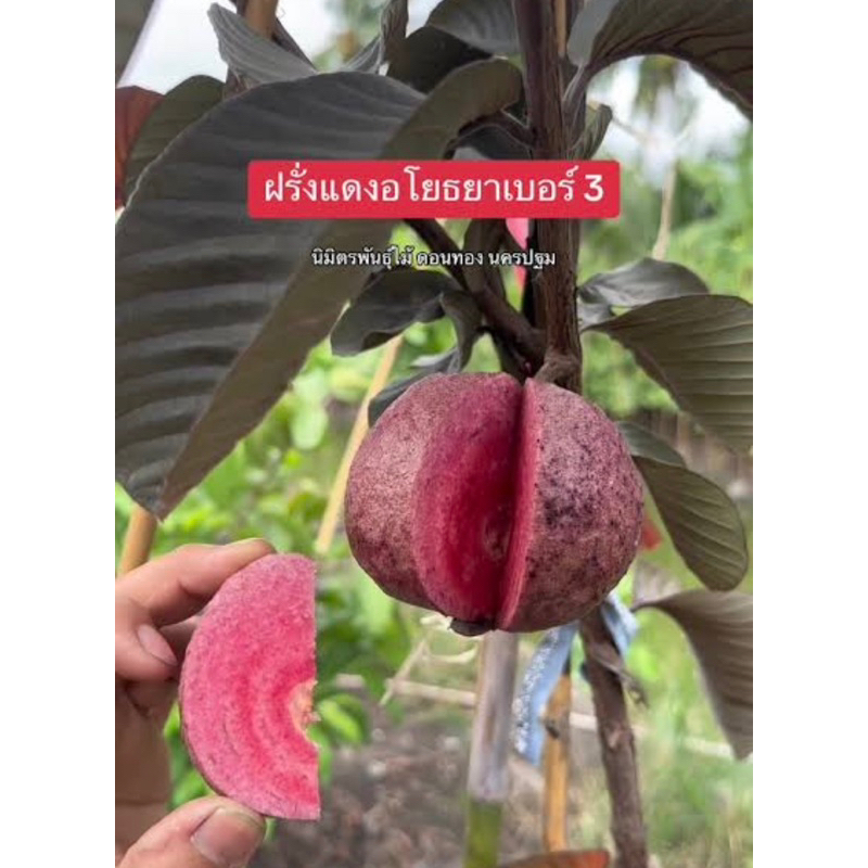 ต้นฝรั่งแดงอโยธยา “กิางเสียบยอดแท้100%”เบอร์3 ต้นเสียบยอดสูง40-50เซนต์