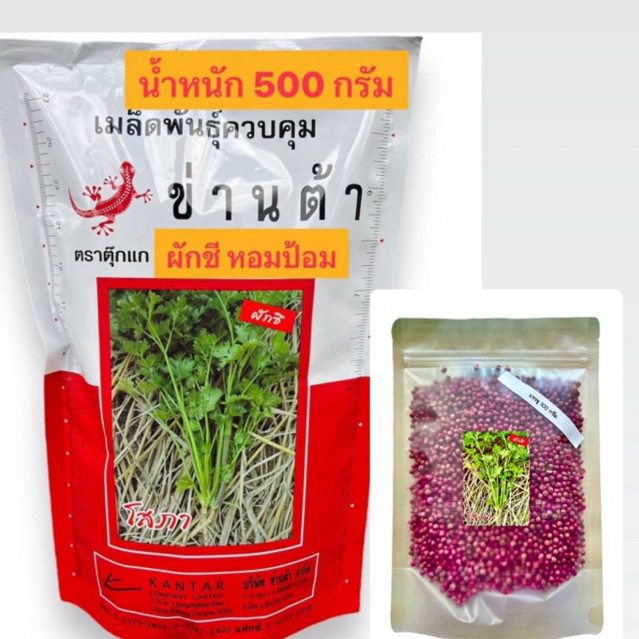 เมล็ดผักชี หอมป้อม เก็บเกี่ยวไว สำหรับปลูก น้ำหนัก 500,100 กรัม