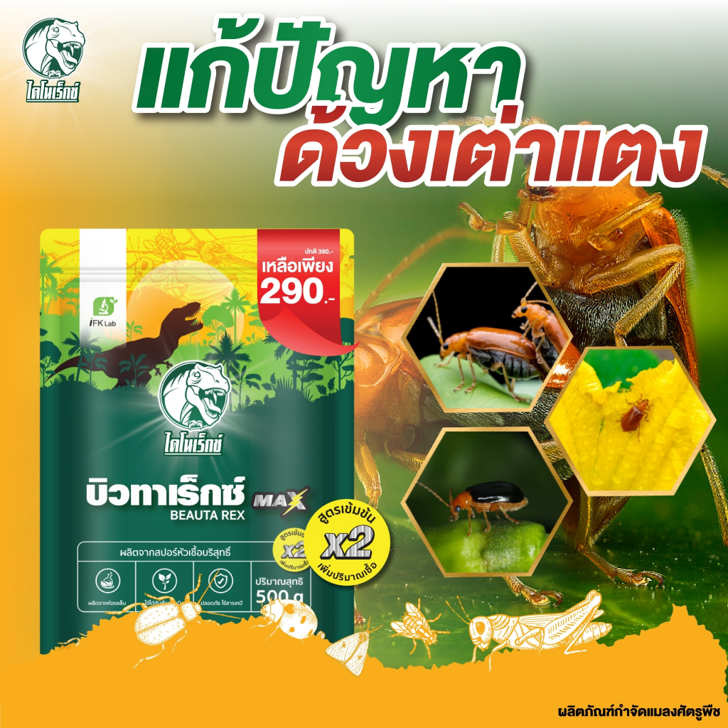 ยากำจัดดด้วงเต่าแตง ป้องกันด้วงเต่า ยาฆ่าด้วงเต่าแตง ใช้เมธาไรเซียม MIX เชื้อบิวเวอร์เรีย (บิวทาเร็กซ์แม็กซ์)