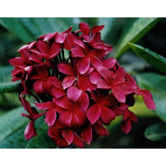 ต้นพันธุ์ ลีลาวดี ดอก สีแดง   ในถุงดำ  29 บาท