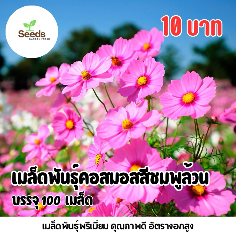 เมล็ดพันธุ์ดอกคอสมอสสีชมพูล้วน บรรจุ 100 เมล็ด มีแถมวิธีปลูก