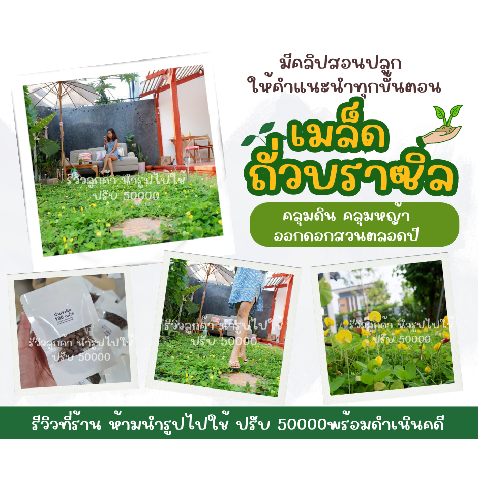 เมล็ดพันธุ์ถั่วบราซิล บรรจุ 200 เมล็ด,ตกแต่งสวน,คลุมหญ้า,หญ้าจัดสวน,บำรุงดิน,พืชคลุมดิน,ห่มดิน,ประดับสวน