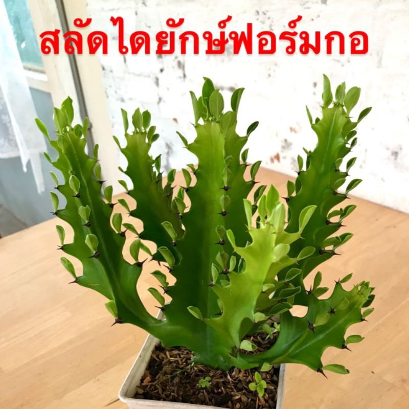 ยูโฟเบียสลัดไดยักษ์ฟอร์มแตกกอ สูง 10-15 นิ้ว
