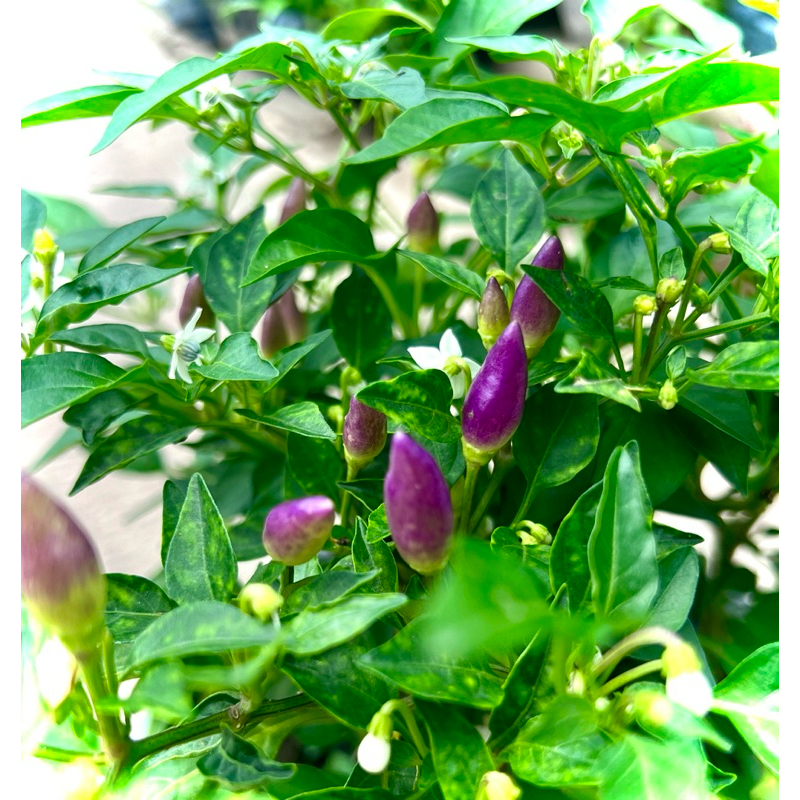 พริกประดับ Apache อาปาเช่ สีม่วง ทรงพุ่ม รสเผ็ด พืชผักสวนครัว ส่งทั้งกระถาง