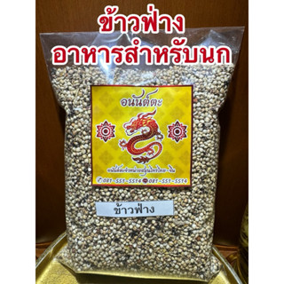 ข้าวฟ่าง ข้าวฟ่างขาว เมล็ดข้าวฟ่าง อาหารเสริมสำหรับนก สัตว์ป…