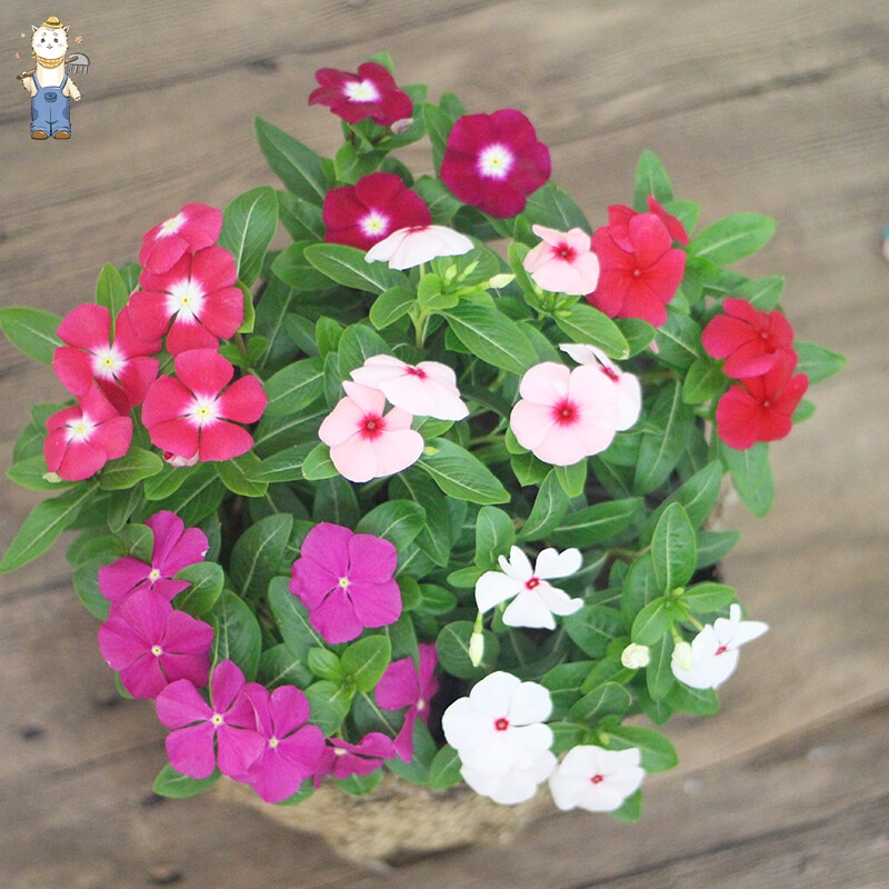 (300เมล็ด/ซอง) แพงพวยฝรั่ง Periwinkle Bonsai Seeds ไม้ดอก การปลูกแบบอนุรักษ์ธรรมชาติ ไม้ประดับภูมิสถาปัตยกรรม