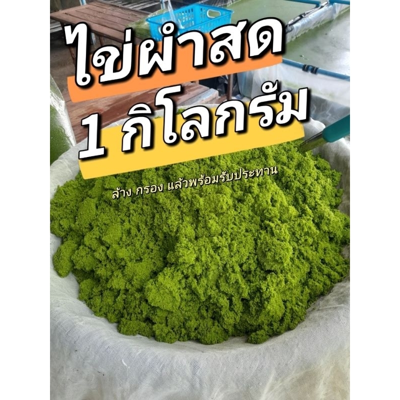 ไข่ผำ พันธุ์ผำพืชน้ำจิ๋ว 1,000 กรัม จากฟาร์มเพาะเลี้ยง ทานได้ขยายพันธุ์ได้