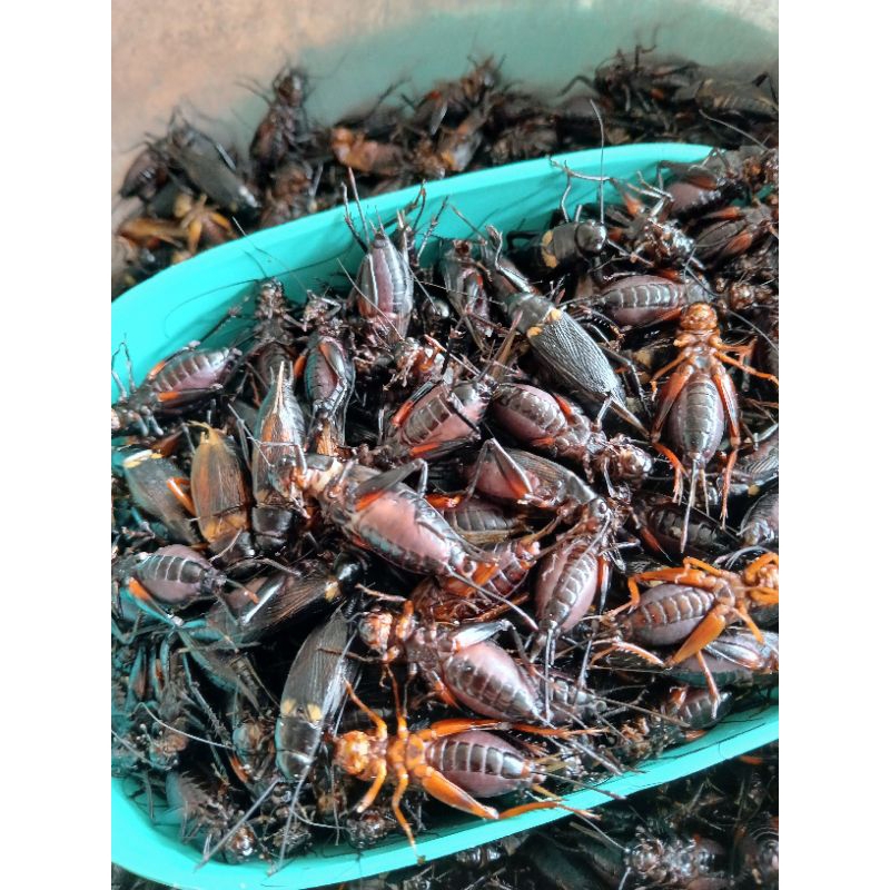 จิ้งหรีดไข่แน่นๆต้มสุก ฟรีสแช่แข็ง 1Kg.แถมฟรีกล่องโฟม‼️