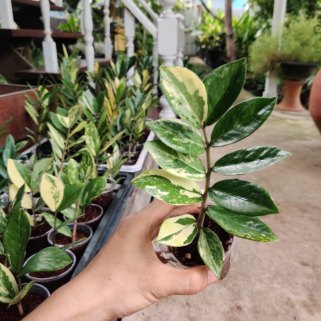 กิ่งชำกวักมรกตด่าง ชำทั้งกิ่ง มีหัวมีราก (เลือกต้นได้) Zamioculcas zamiifolia