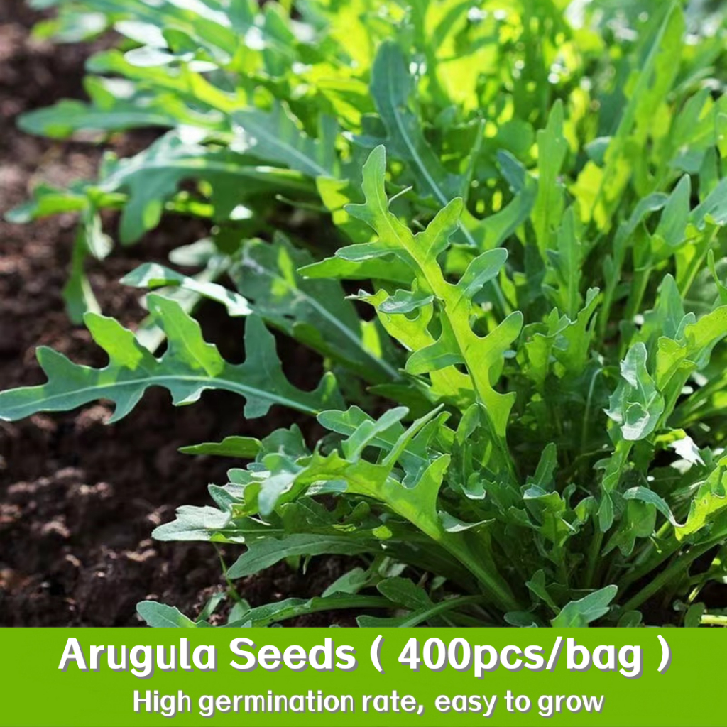 พืชผัก 400 เมล็ด ผักร็อกเก็ต Arugula Seeds เมล็ดพันธุ์งอกเร็ว เมล็ดพันธุ์หายาก สวนครัว