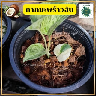 กากมะพร้าวสับ สำหรับเพาะปลูก-ชำรากต้นไม้ เก็บความชื้น เพิ่มช่องว่างในดิน ทำให้ดินโปร่ง มีแร่ธาตุอาหาร เหมาะกับต้นไม้ทุกช