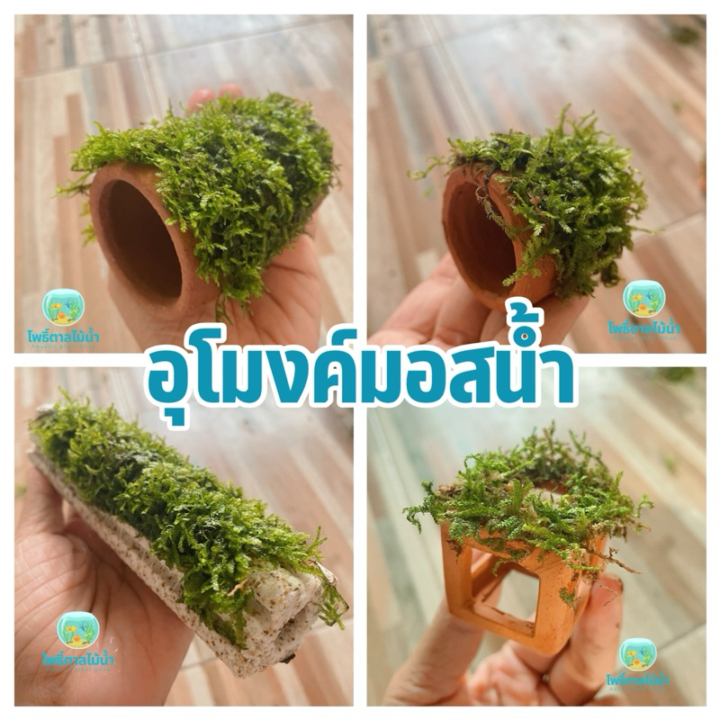 อุโมงค์พันมอสน้ำใช้เป็นที่อยู่ของกุ้งแคระ ลูกปลา และเป็นอาหารของกุ้ง ตกแต่งตู้ปลา