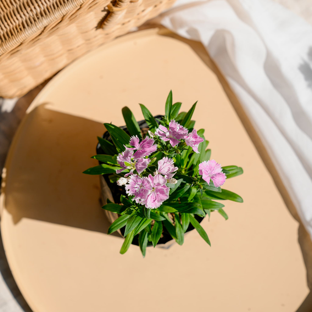 Treeno.9 T194 ผีเสื้อ ดอกไม้กินได้(รบกวนสั่งซื้อขั้นต่ำ 6 ต้น) (แบบคละสี) (Dianthus) ถุงดำ/กระถาง 6 นิ้ว/20-30 ซม. ม้ดอก - รูปที่ 3