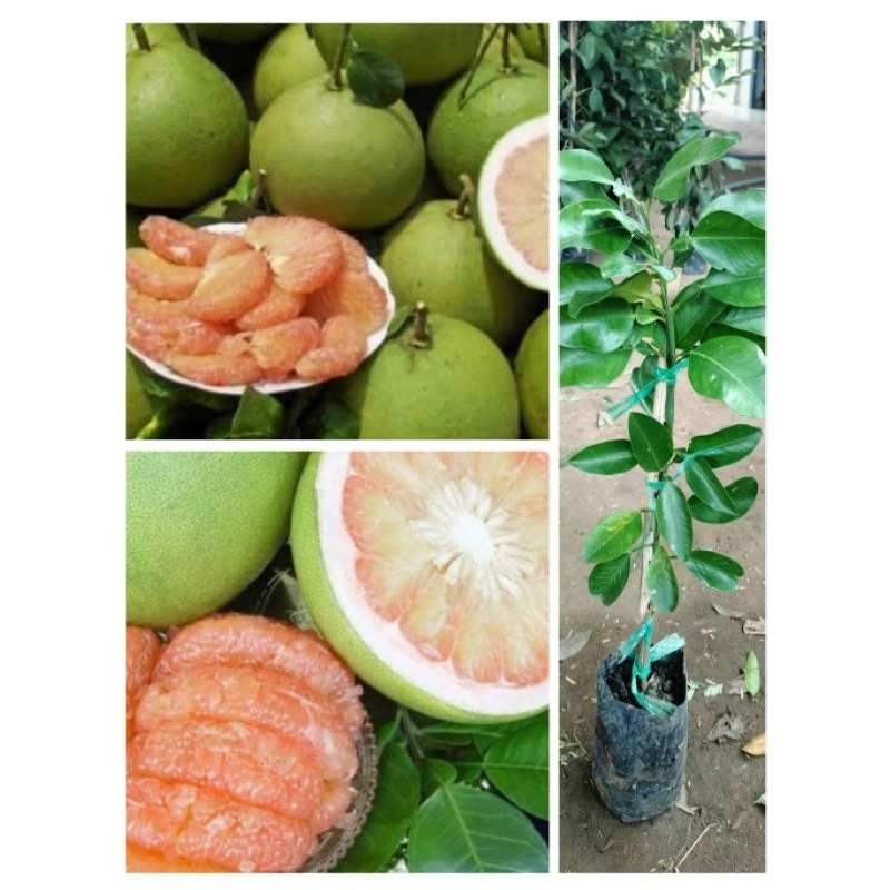 ต้นส้มโอทองดี พันธ์ทองดี ผลใหญ่ เนื้อสีชมพูเนื้อแน่นเนื้อนิ่มหวานฉ่ำอร่อย สูง 60-80ซ.ม แบบเสียบยอด