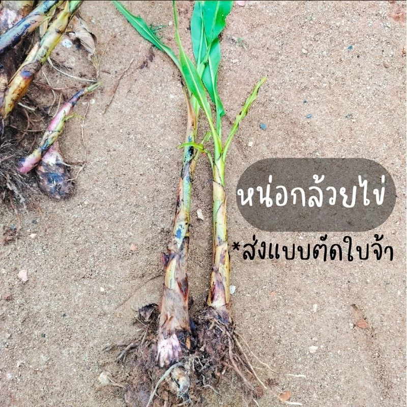 หน่อกล้วยไข่ 1 หน่อ แข็งแรงพร้อมปลูก (หน่อไม่ใหญ่มากและตัดส่งความสูงประมาณ 30 ซม.)