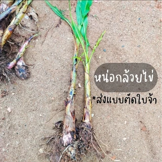 หน่อกล้วยไข่ 1 หน่อ แข็งแรงพร้อมปลูก (หน่อไม่ใหญ่มากและตัดส่งความสูงประมาณ 30 ซม.)