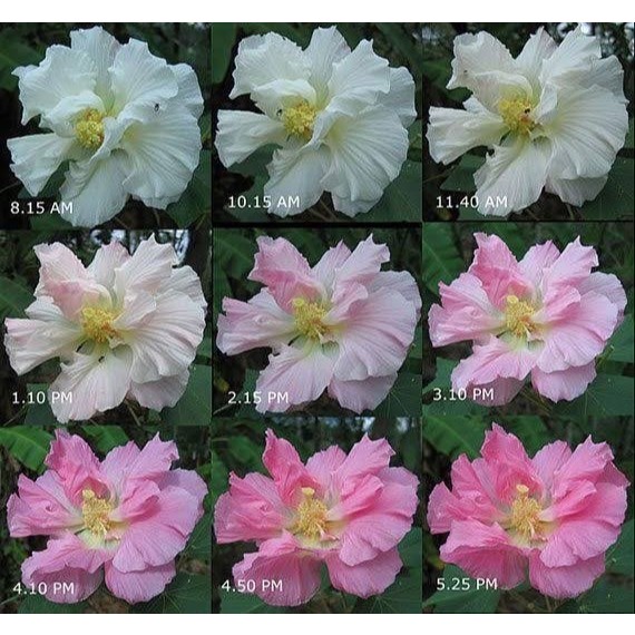 ต้นพุดตาน (Cotton rose) พันธุ์ไม้ที่ดอกสามารถเปลี่ยนสีได้ถึง 3 สี ภายใน 1 วัน Patsorntree