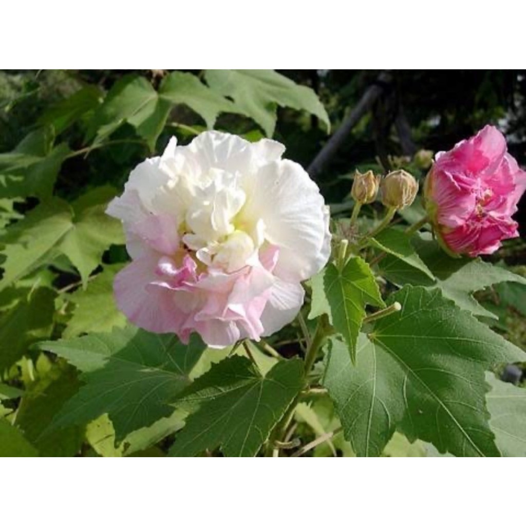 ต้นพุดตาน (Cotton rose) พันธุ์ไม้ที่ดอกสามารถเปลี่ยนสีได้ ChayTongAong