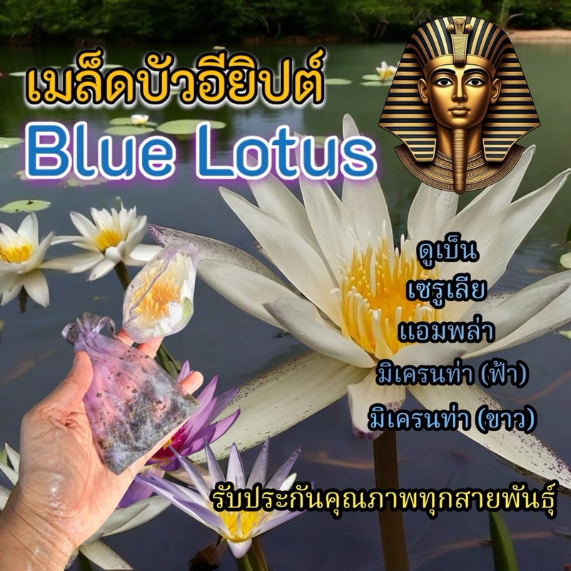 3ฟรี1 เมล็ดบัวอียิปต์ รวมสายพันธุ์บัวมายาโบราณ รับประกันการงอก เมล็ดบัว เซรูเรีย แอมพล่า มิเครนท่า ปุ๋ยไม้น้ำ บัวพัน