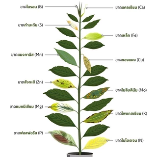 นิค-สเปรย์ 50กรัม Nicspray เวสโก้ปุ๋ยรวมธาตุรองและธาตุเสริมสูตรคีเลท เสริมและป้องกันพืชขาดธาตุอาหาร