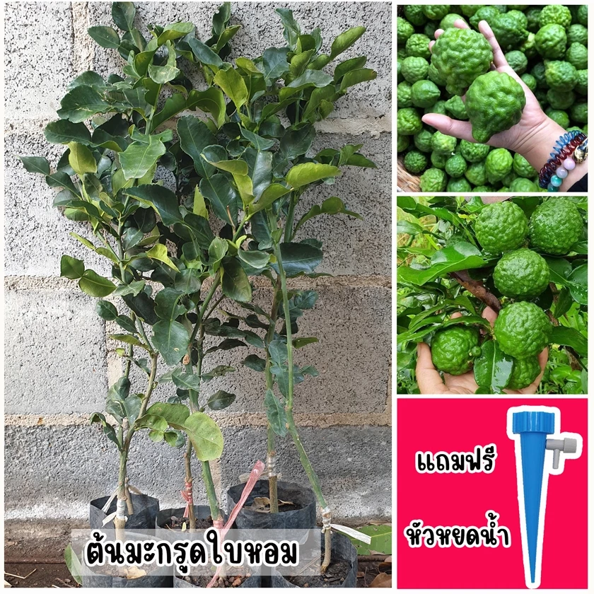 ต้นมะกรูดใบหอม ขนาด 65-100 ซม. แถมฟรี หัวหยดน้ำอัตโนมัติ
