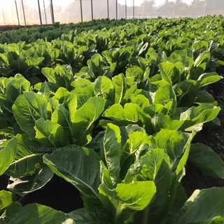 เมล็ดพันธุ์ผักสลัด กรีนคอส พันธุ์ทริปเปิ้ล ( ขนาด 0.5 กรัม ) ( เมล็ดเปลือย ) รหัสสินค้า 3017