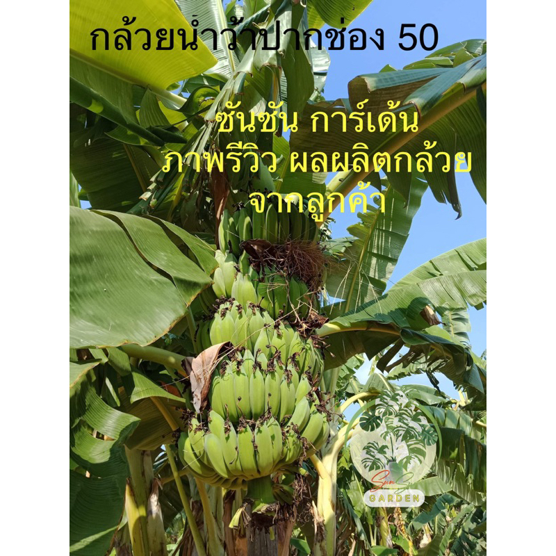 🌿ต้นกล้วยน้ำว้าพันธุ์ปากช่อง50 (จำนวน 20 ต้น) 📌เป็นต้นจากการเพาะเนื้อเยื่อ👉 จึงปราศจากหนอนกอ 100% 🌿ต