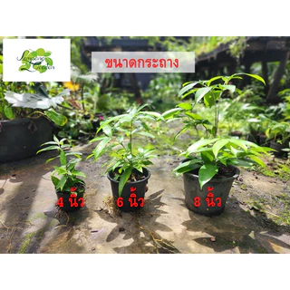 👑ต้นไม้แหย่แย้ พญาไม้แหย่แย้ ว่านเทวบุตร กระถาง4/6/8นิ้ว ไม้มงคล เสริมดวงเรียกทรัพย์ เมตตามหานิยม 👑