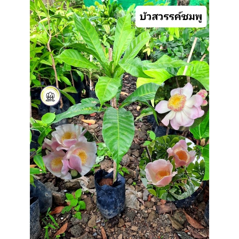 ต้นบัวสวรรค์ บัวสวรรค์สีชมพู