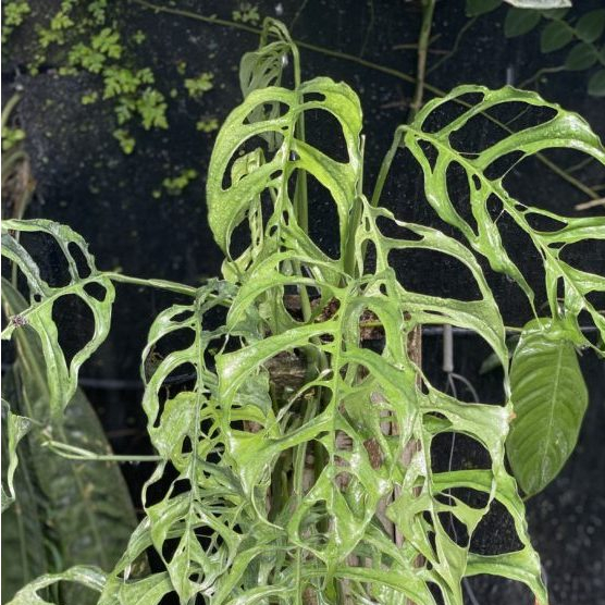 Monstera obliqua peru มอนสเตอร่า โอบิกัว เปรู ของแท้ 100% ส่งทั้งกระถาง