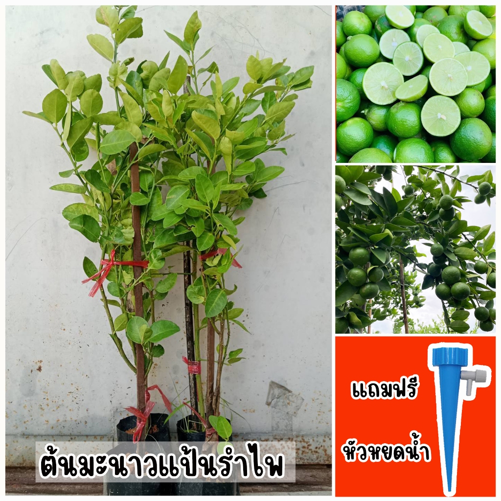 ต้นมะนาวแป้นรำไพ ขนาด 65-100 ซม. แถมฟรี หัวหยดน้ำอัตโนมัติ