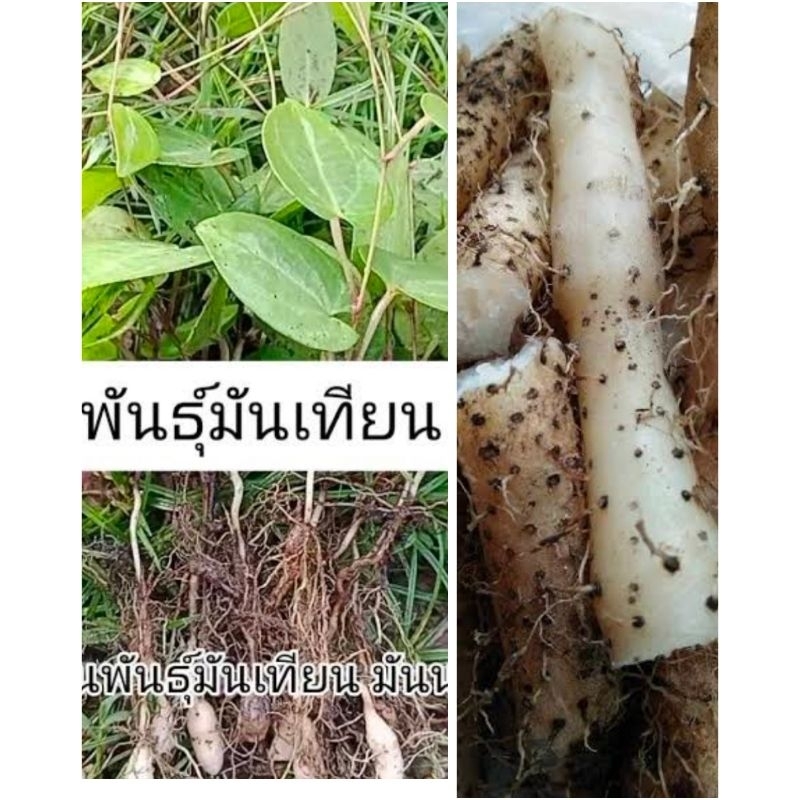 ต้นพันธุ์มันเทียน/ต้นพันธุ์มันป่า/พันธุ์มันนก 11 ต้น 100 บาท