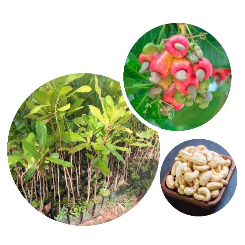 ต้นมะม่วงหิมพานต์ สูง70 - 90 ซม.