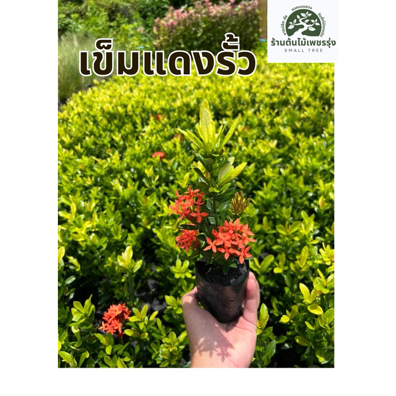 ต้นเข็มแดง ขนาดถุง 2 นิ้ว  ต้นเข็มแดงรั้ว ชุด 50 ต้น