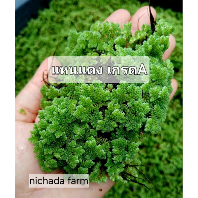 แหนแดงไมโครฟิลล่า ขยายพันธุ์ได้