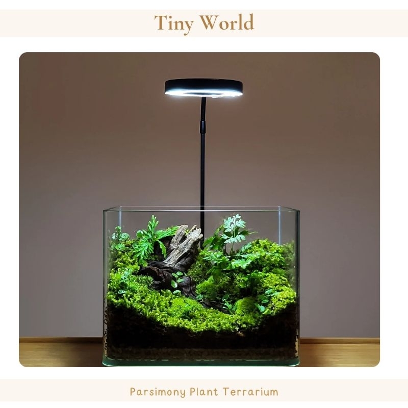 Terrarium สวนขวดขอบโค้งนาโน พร้อมฝากระจก (ราคาไม่รวมชุดโคมไฟค่ะ) ของแต่งบ้าน ของขวัญ
