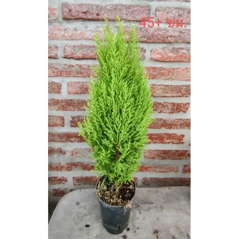 ต้นสนเลม่อน ขนาดิ 30+ เซม กลิ่นหอมมาก Lemon Cypress กระถาง 4.5 นิ้ว