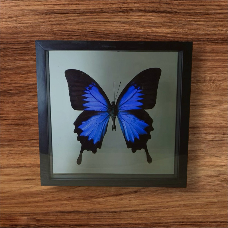 ผีเสื้อสต๊าฟ (Papilio ulysses)